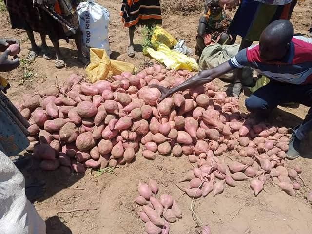 OFSP Tubers - Vincent Farm - Nadapal